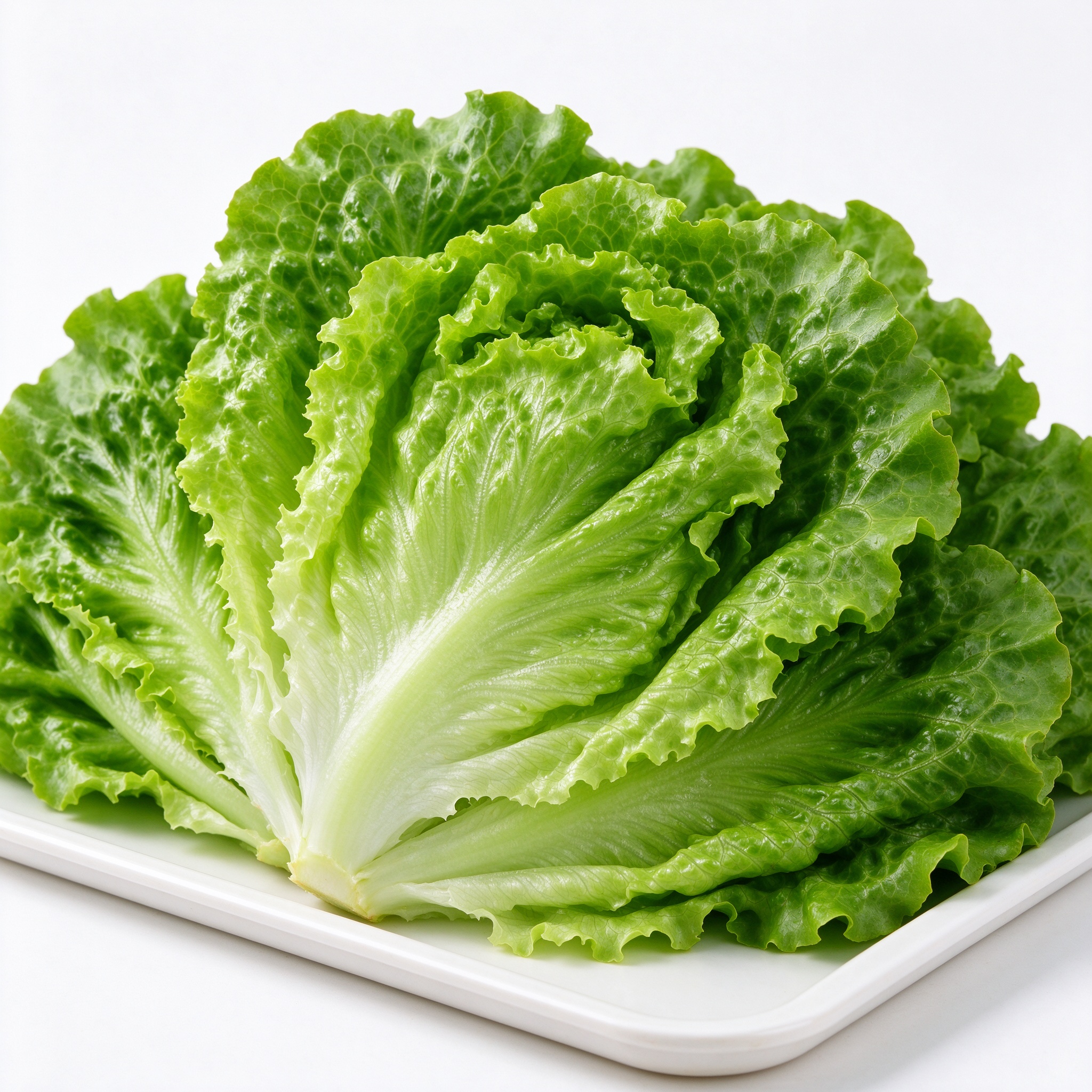 生菜 新鲜蔬菜 尧小兔