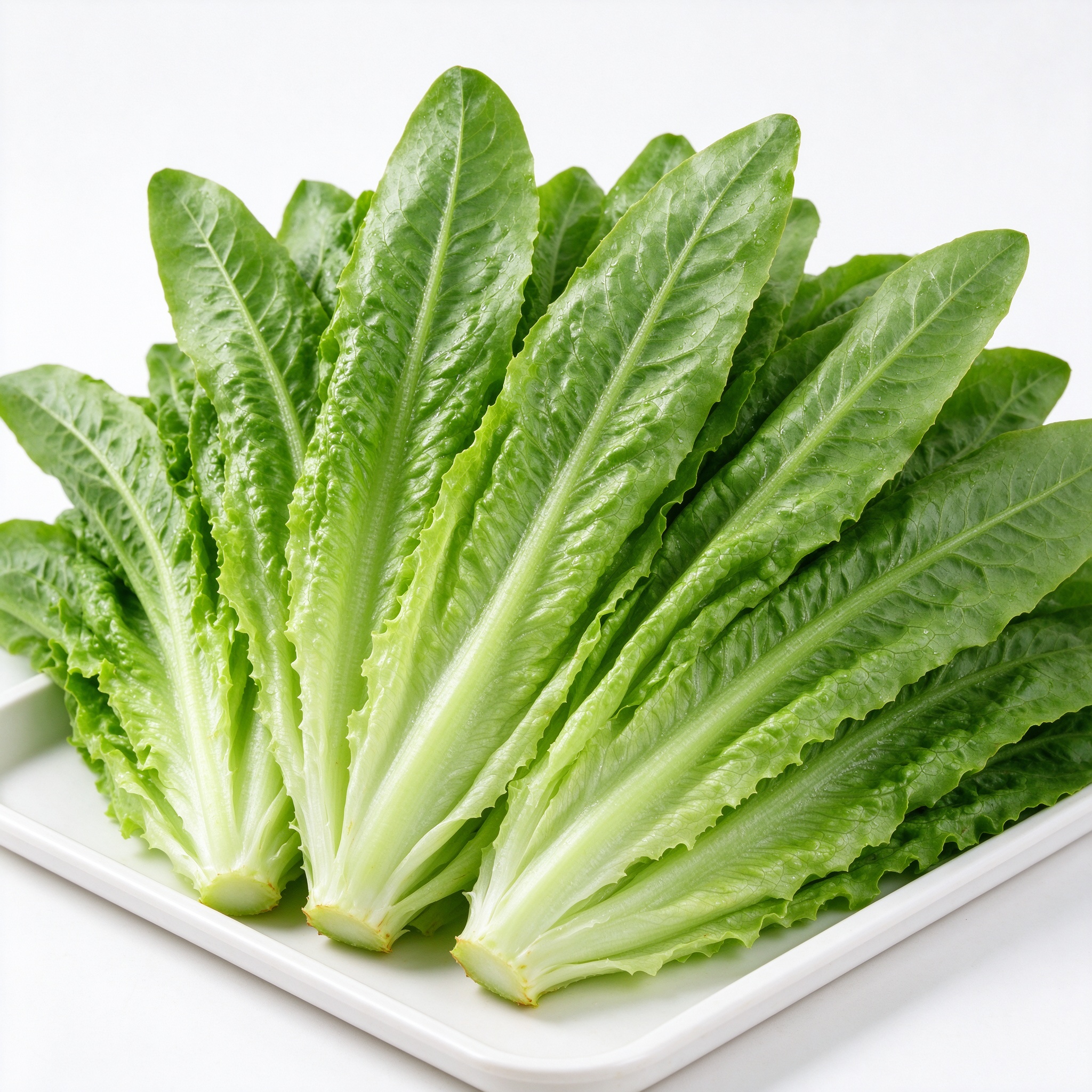 油麦菜 新鲜蔬菜 尧小兔