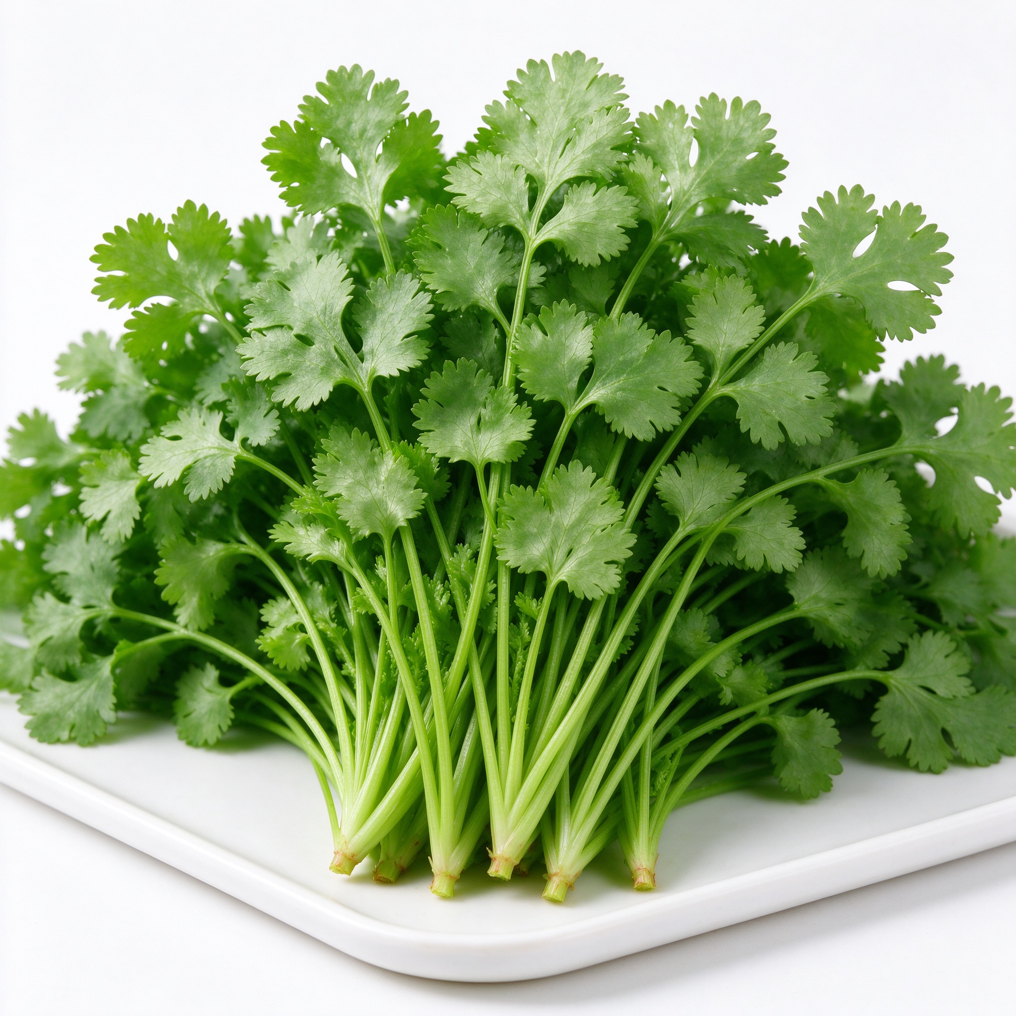 香菜 新鲜蔬菜 尧小兔